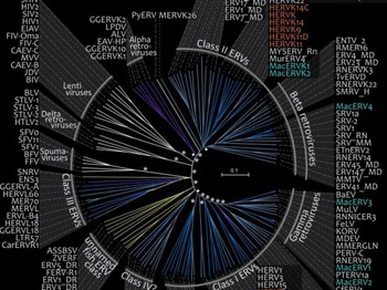 Mobile DNA in Old World monkeys: a glimpse through the rhesus macaque genome