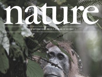 Comparative and demographic analysis of orang-utan genomes