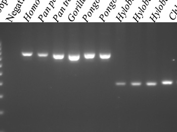 Orangutan Alu quiescence reveals possible source element: support for ancient...